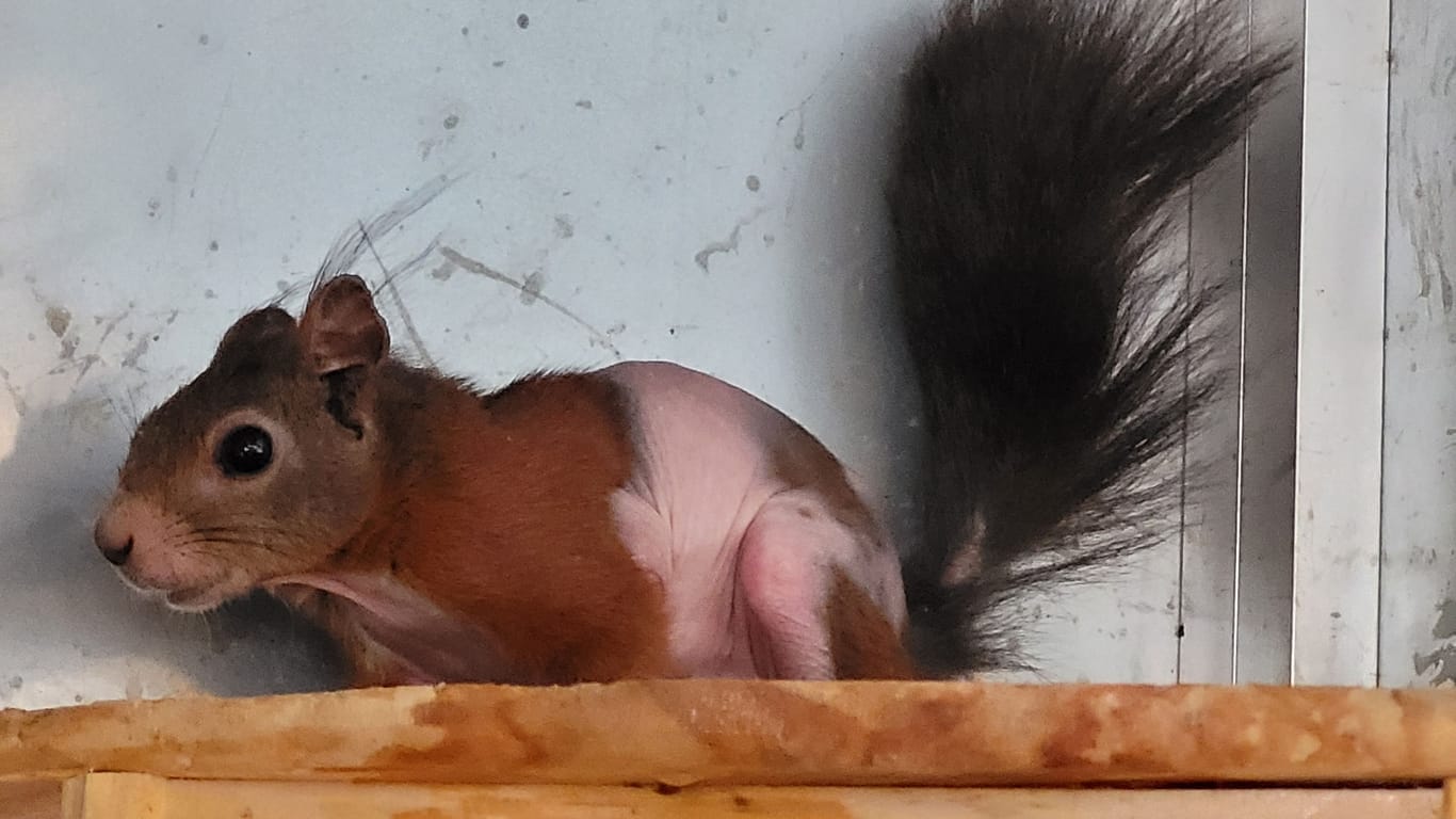 "Kahlchen" mit Haaren: Das Eichhörnchen hat schon deutlich mehr Haare vorzuweisen als noch im Februar.