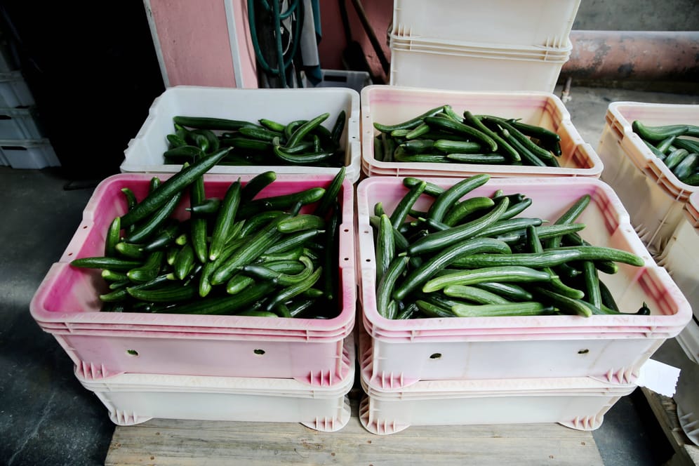 Kisten voller Gemüsegurken: Die Täter entwendeten Gemüse im Wert von rund 300 Euro.