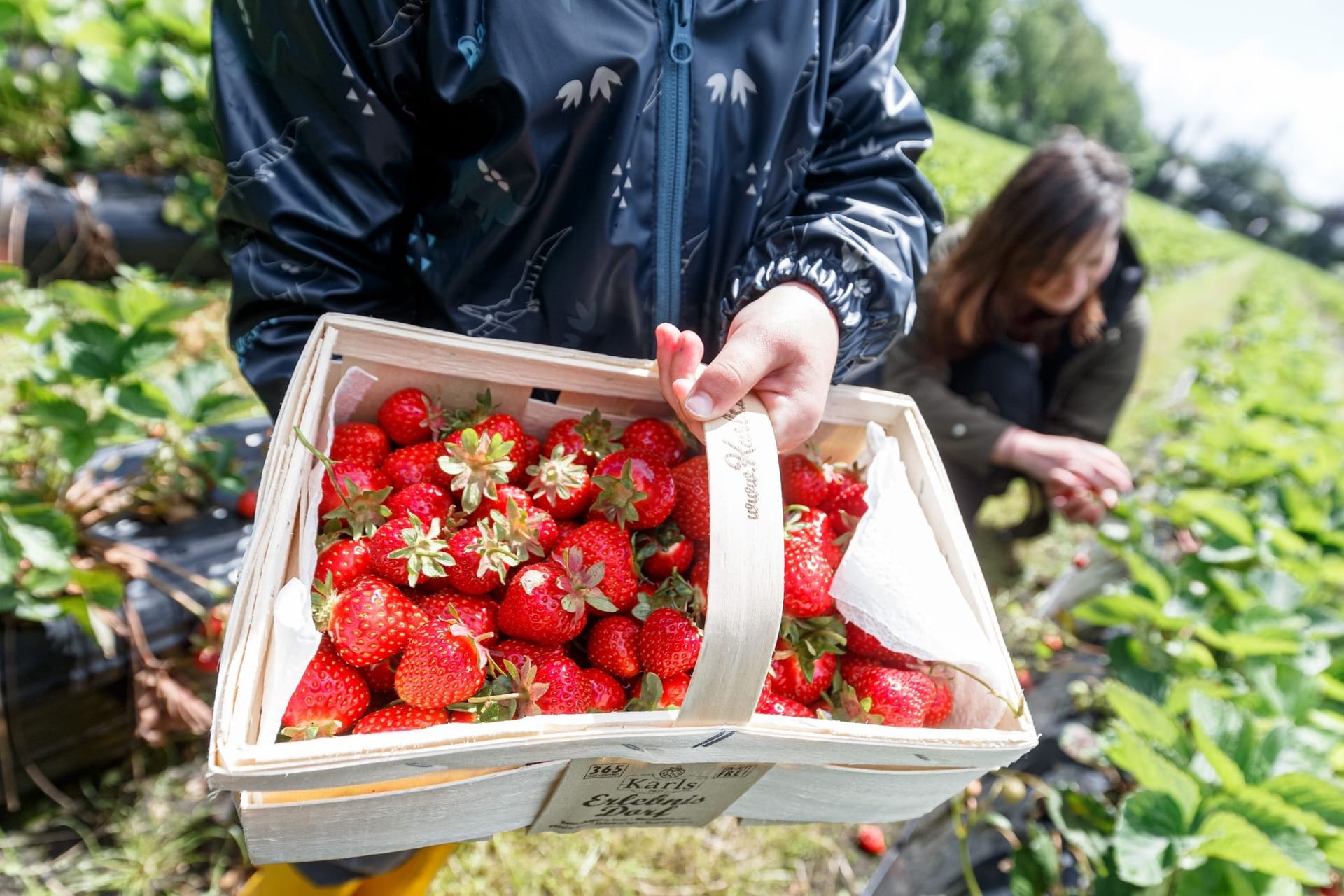 Erdbeerfelder für Selbstpflücker
