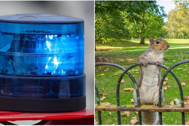 Ein Eichhörnchen löste am Donnerstag einen Feuerwehreinsatz in Hannover aus.