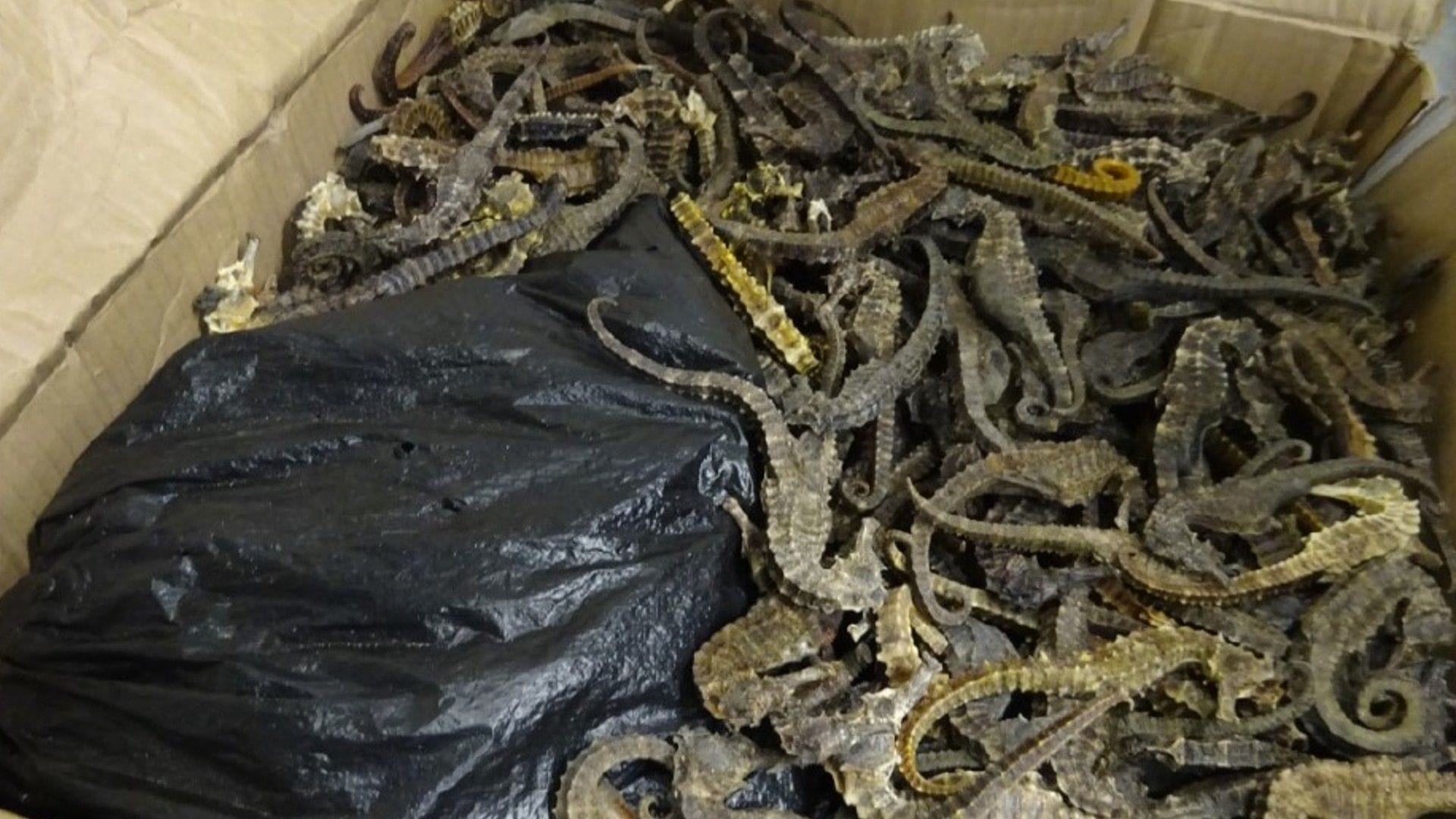 Das aus dem Verkehr gezogene Paket: Es wog rund fünf Kilogramm.