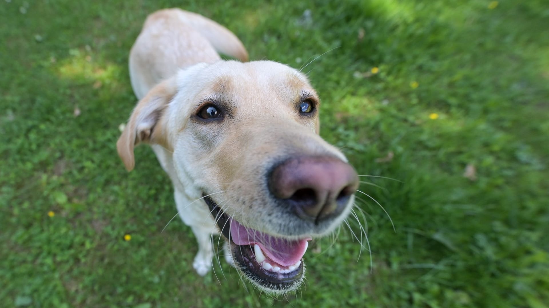 Hundepension in Schlüchtern