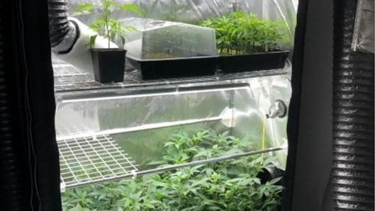 Hanfplantage: Sie befand sich in eine der durchsuchten Wohnungen.