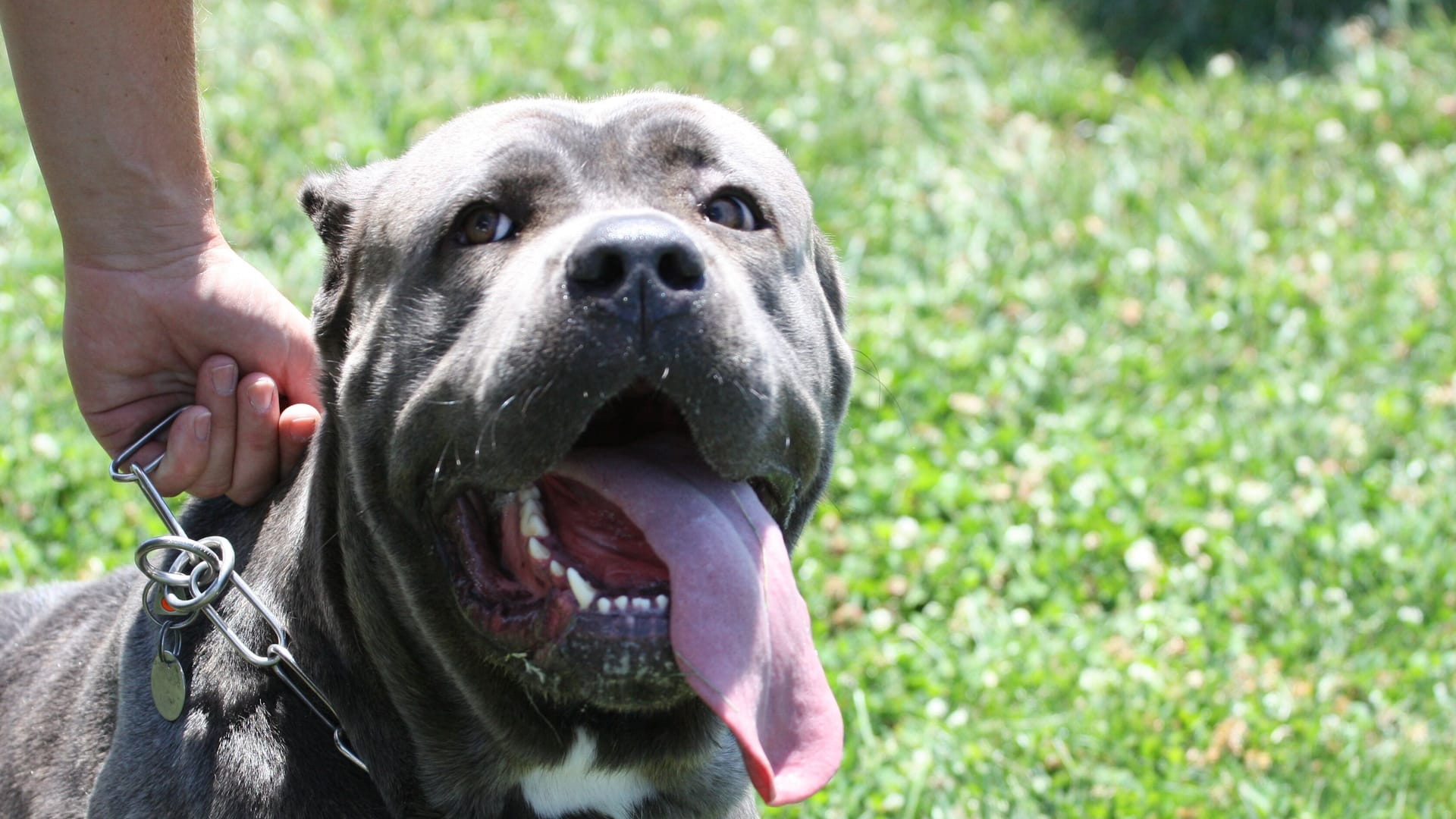 Ein Hund der Rasse Cane Corso (Symbolbild). Wo sich das Tier befindet, das in Hannover als Mordwaffe eingesetzt wurde, ist unklar.