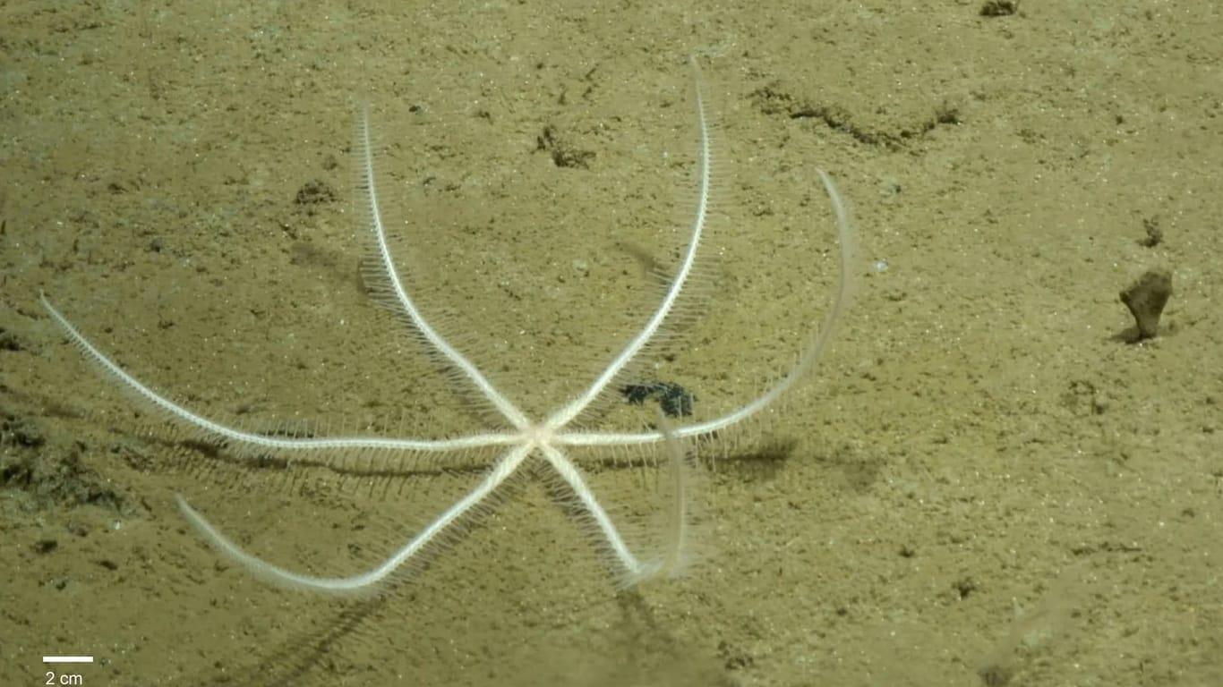 Ein Seestern (Freyastera tuberculata).