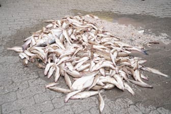 Tote Fische aus der Elbe (Archivbild): Umweltverbände wollten mit den toten Tieren auf das Wasserproblem in der Elbe aufmerksam machen.