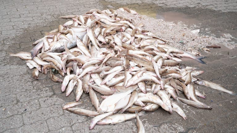 Tote Fische aus der Elbe (Archivbild): Umweltverbände wollten mit den toten Tieren auf das Wasserproblem in der Elbe aufmerksam machen.
