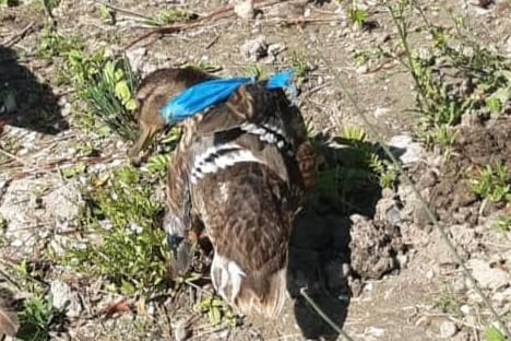 Gequälte Ente an Leipziger See: Dem Tier hatten Unbekannte mit Plastik die Flügel hoch auf den Rücken gebunden.