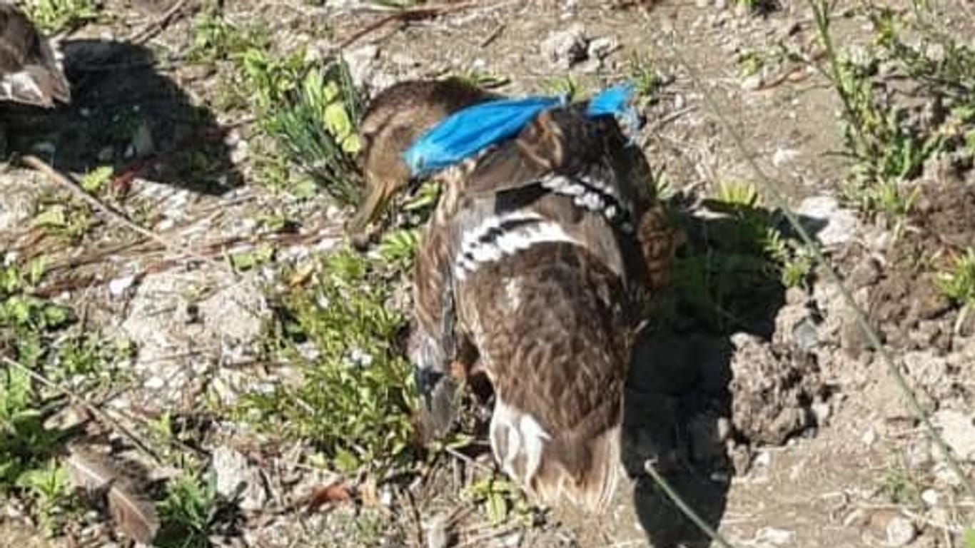 Gequälte Ente an Leipziger See: Dem Tier hatten Unbekannte mit Plastik die Flügel hoch auf den Rücken gebunden.