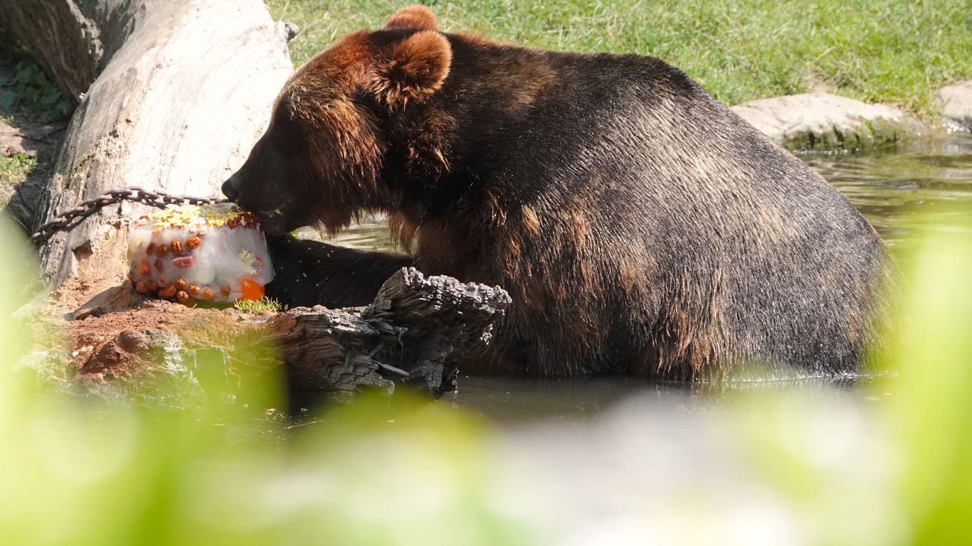 Ein Kamtschatkabär knabbert an seiner Eisbombe im Tierpark Hagenbeck: Darin werden Nüsse, Fleisch, Obst und Gemüse verarbeitet.