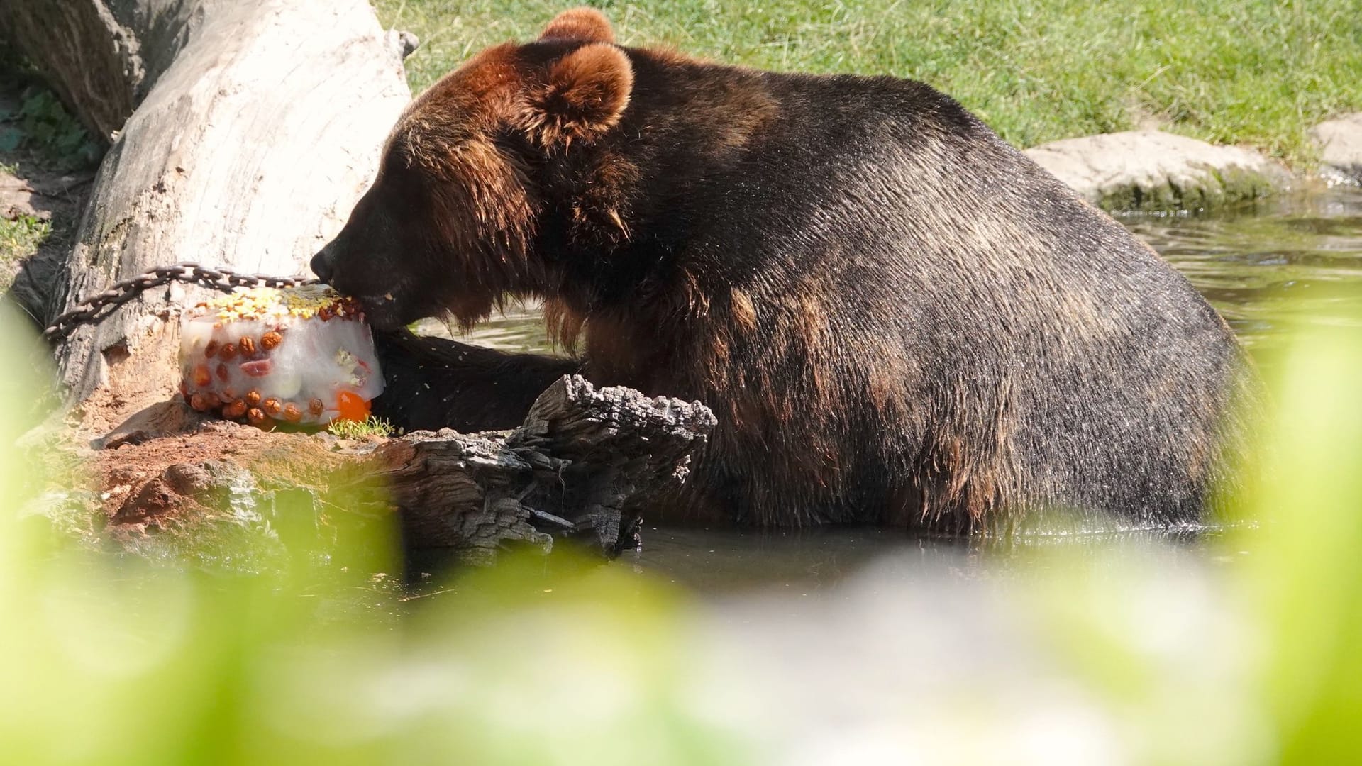 Ein Kamtschatkabär knabbert an seiner Eisbombe im Tierpark Hagenbeck: Darin werden Nüsse, Fleisch, Obst und Gemüse verarbeitet. Ein Kamtschatkabär knabbert an seiner Eisbombe im Tierpark Hagenbeck: Darin werden Nüsse, Fleisch, Obst und Gemüse verarbeitet.