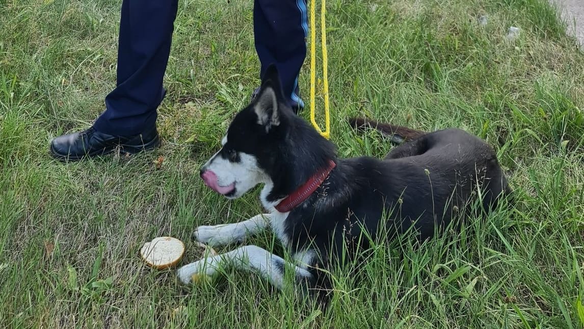 Der offenkundig zufriedene Hund: Er war auf der Kreuzung einer Bundesstraße unterwegs. Der offenkundig zufriedene Hund: Er war auf der Kreuzung einer Bundesstraße unterwegs.
