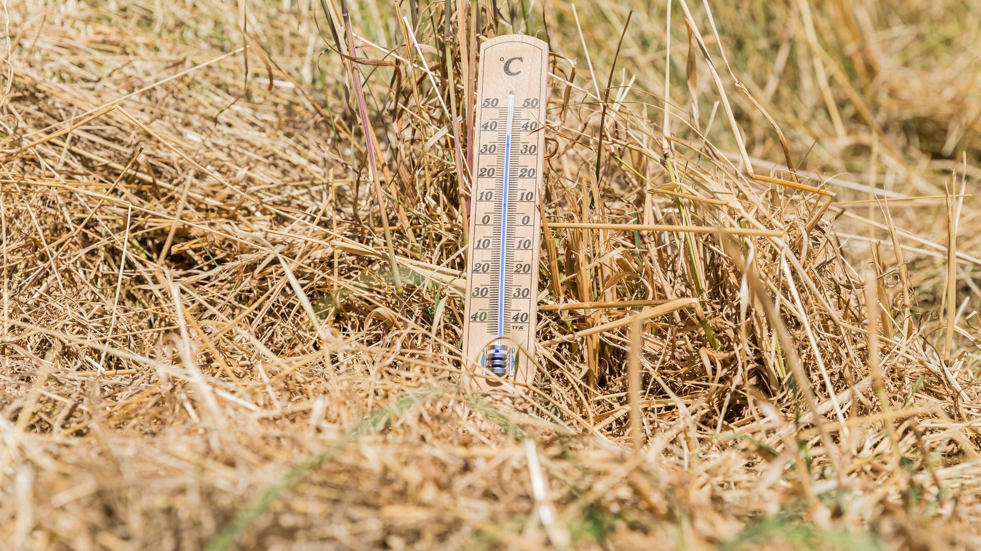 Ein Thermometer liegt in einem trockenen Feld (Symbolfoto): Bremerhaven knackte am Mittwoch den Hitzerekord. Ein Thermometer liegt in einem trockenen Feld (Symbolfoto): Bremerhaven knackte am Mittwoch den Hitzerekord.