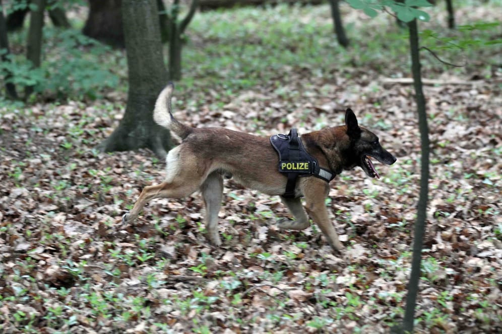 Ein Schäferhund der Polizei auf der Suche (Archiv): Der herbeigerufene Spürhund konnte das Rätsel um die gefundene Hand schnell lösen.