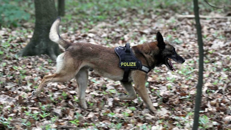 Ein Schäferhund der Polizei auf der Suche (Archiv): Der herbeigerufene Spürhund konnte das Rätsel um die gefundene Hand schnell lösen.
