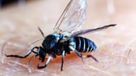 Kriebelmücken in Niedersachsen: Gefährliche Sauger profitieren vom Wetter