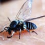 Kriebelmücken in Niedersachsen: Gefährliche Sauger profitieren vom Wetter