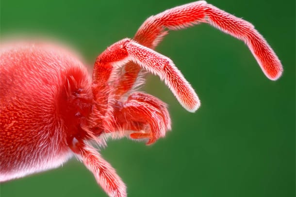 Grasmilbe: Die Larven der Grasmilbe sind alljährlich im Sommer aktiv. Ihr Biss kann Quaddeln an Kniekehlen und Füßen hervorrufen.