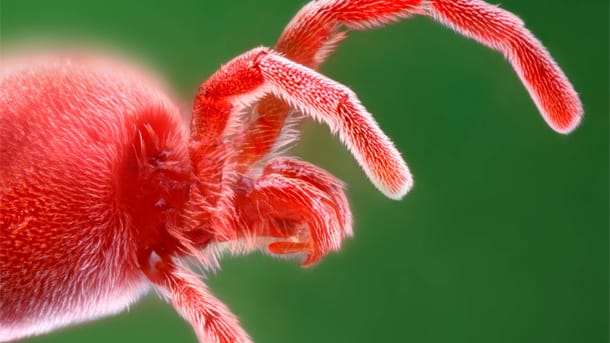 Grasmilbe: Die Larven der Grasmilbe sind alljährlich im Sommer aktiv. Ihr Biss kann Quaddeln an Kniekehlen und Füßen hervorrufen.