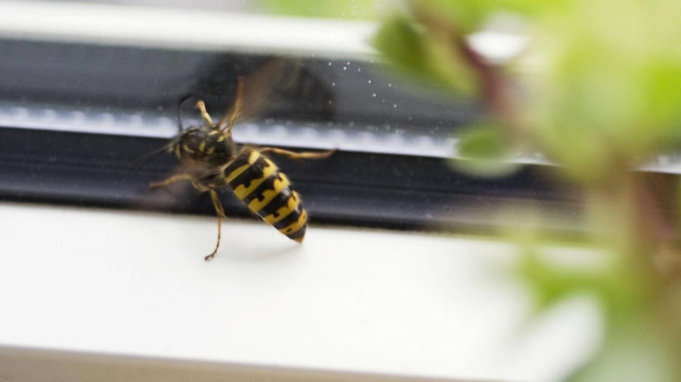 Insekt: Wespen, die in Rollladenkästen hausen, verirren sich auch schnell mal ins Haus.