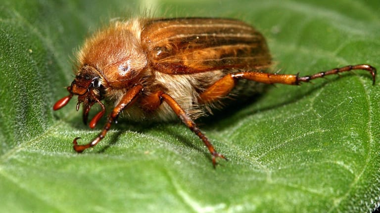 Junikäfer: Von Juni bis August sind die Insekten unterwegs – oft in großen Schwärmen von Hunderten Tieren.