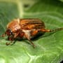 Junikäfer greifen Menschen in der Dämmerung an – sind die Insekten etwa gefährlich?