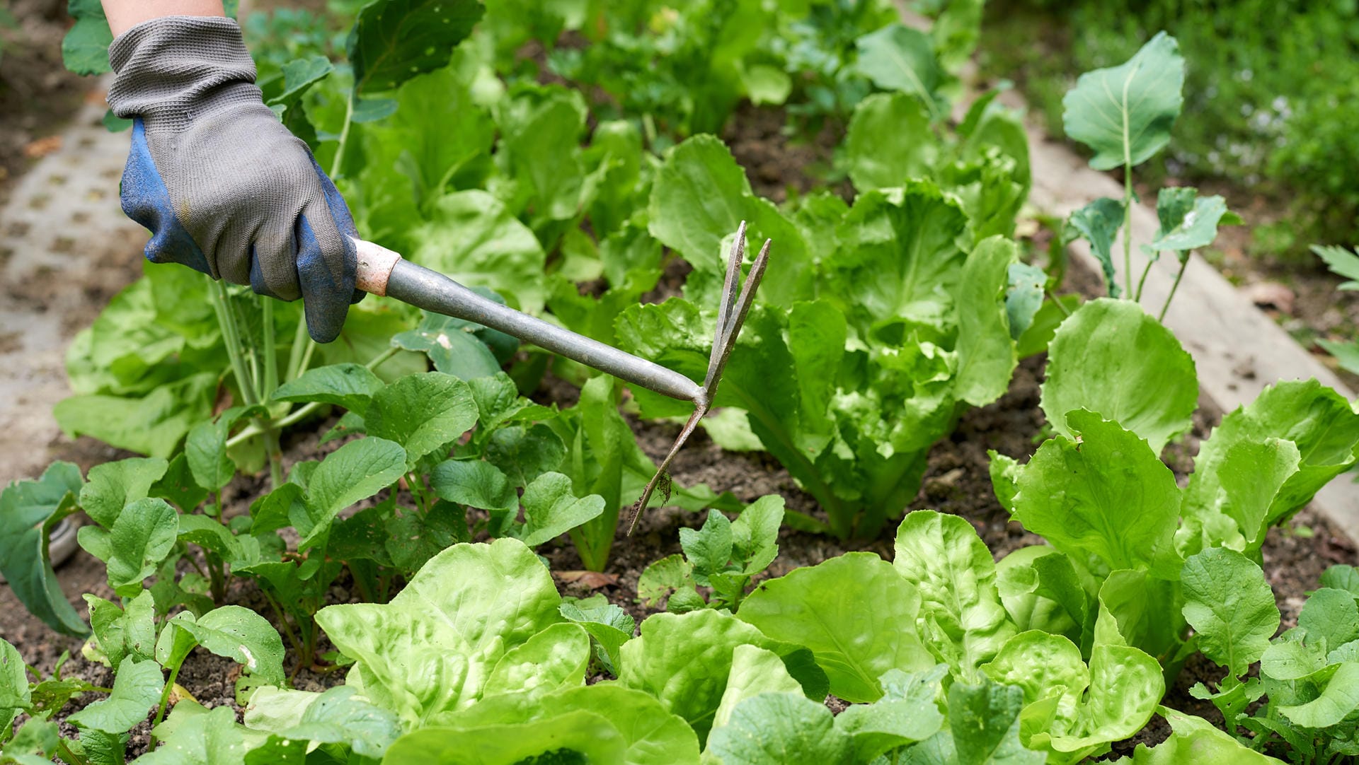 Ernte im Garten