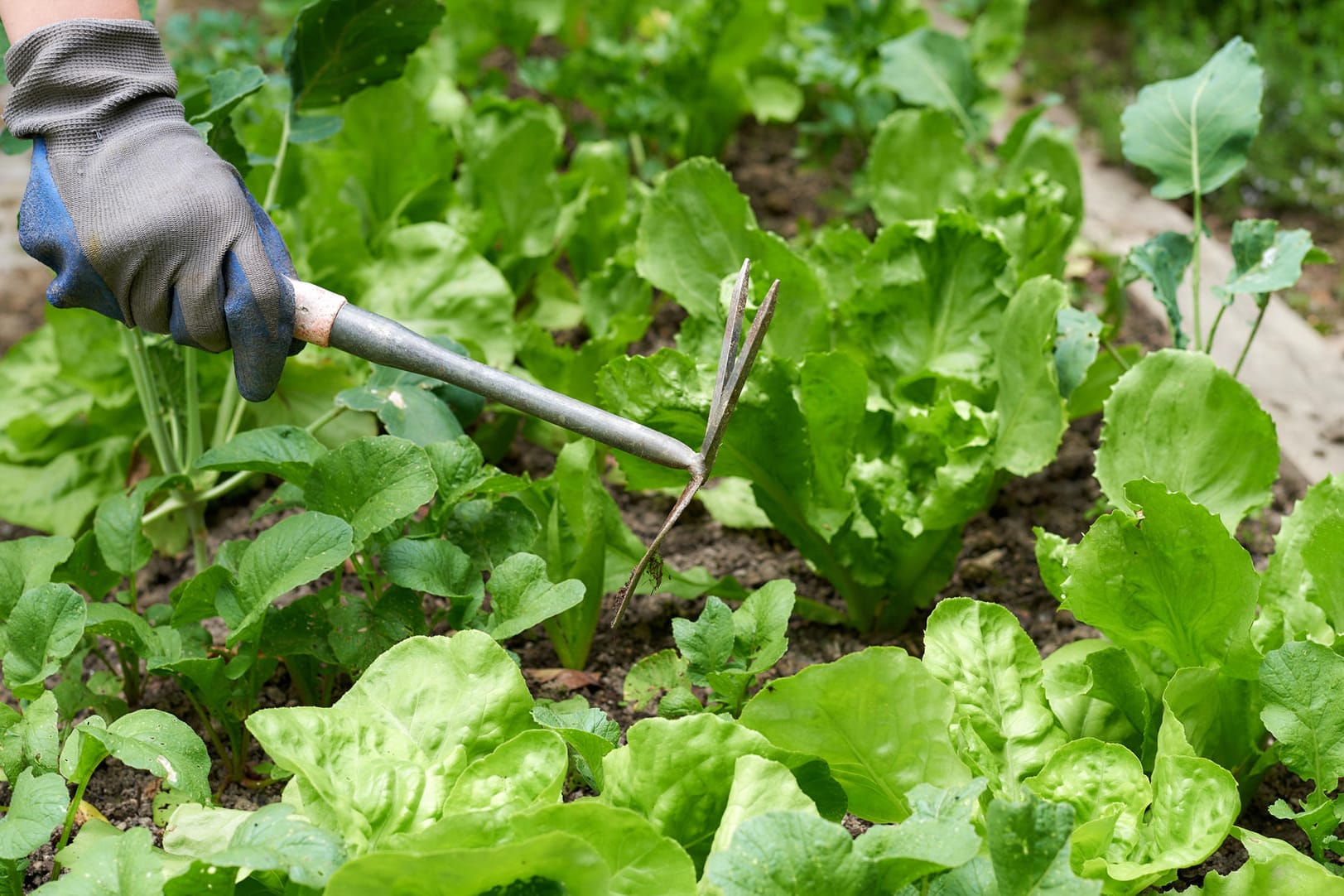 Ernte im Garten