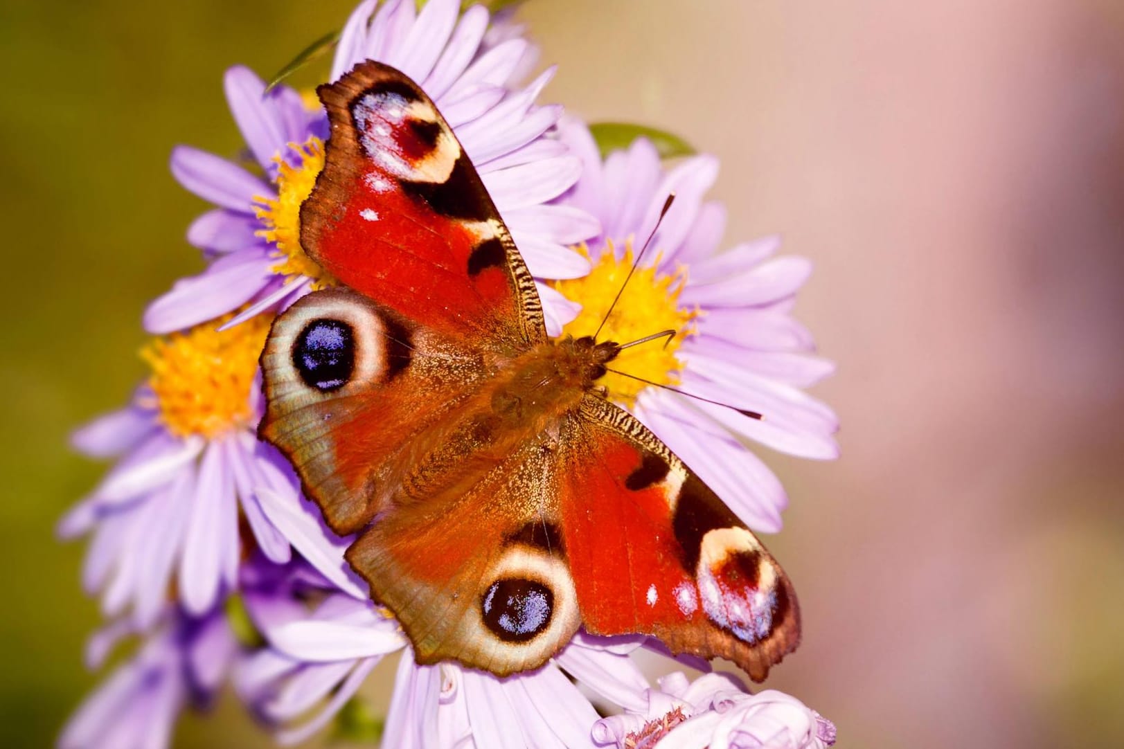 Tagpfauenauge sitzt auf einer Aster.