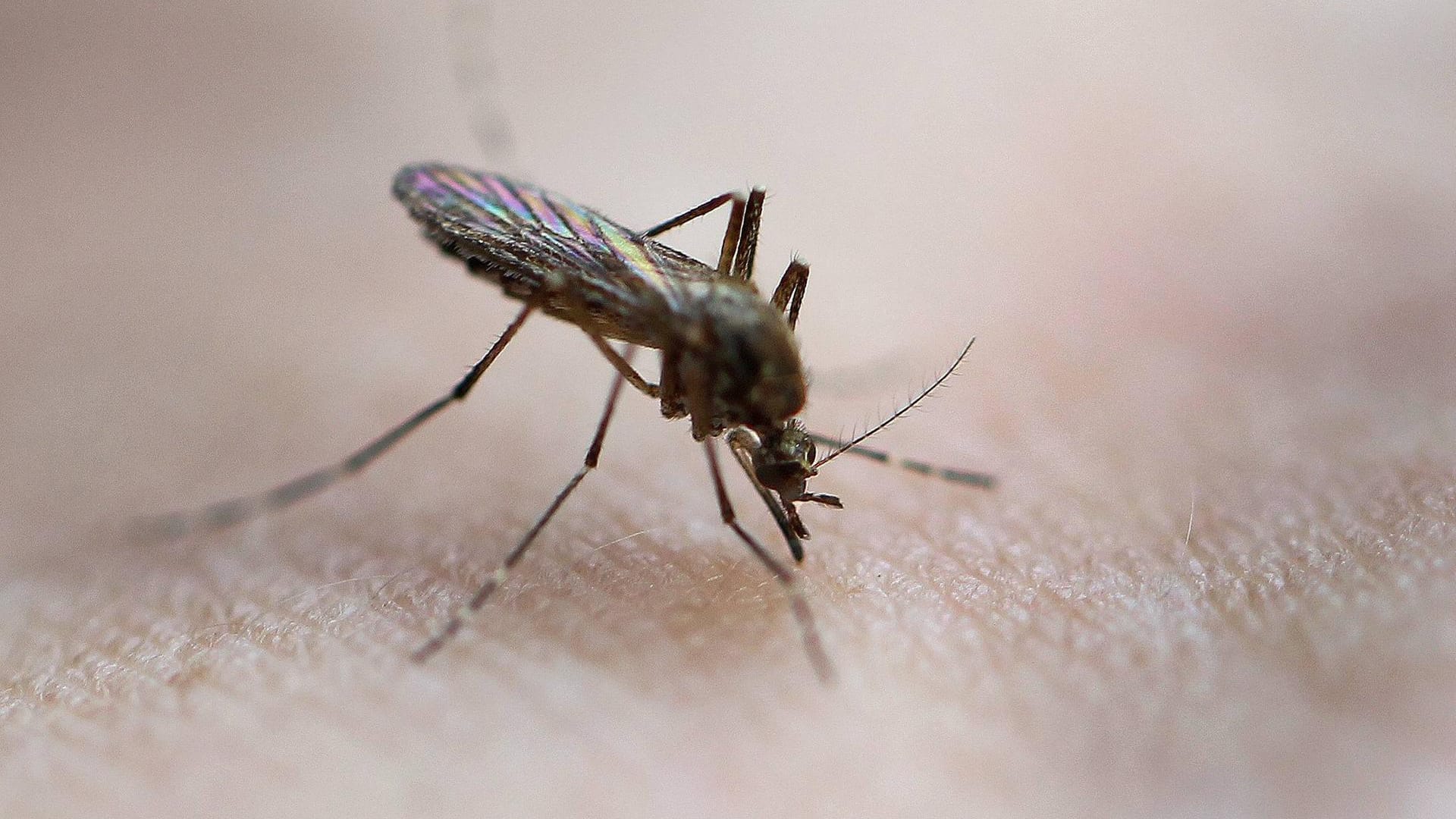 Mücke sticht Mensch: Verschiedene Öle und Sprays können diese von der Haut fernhalten.