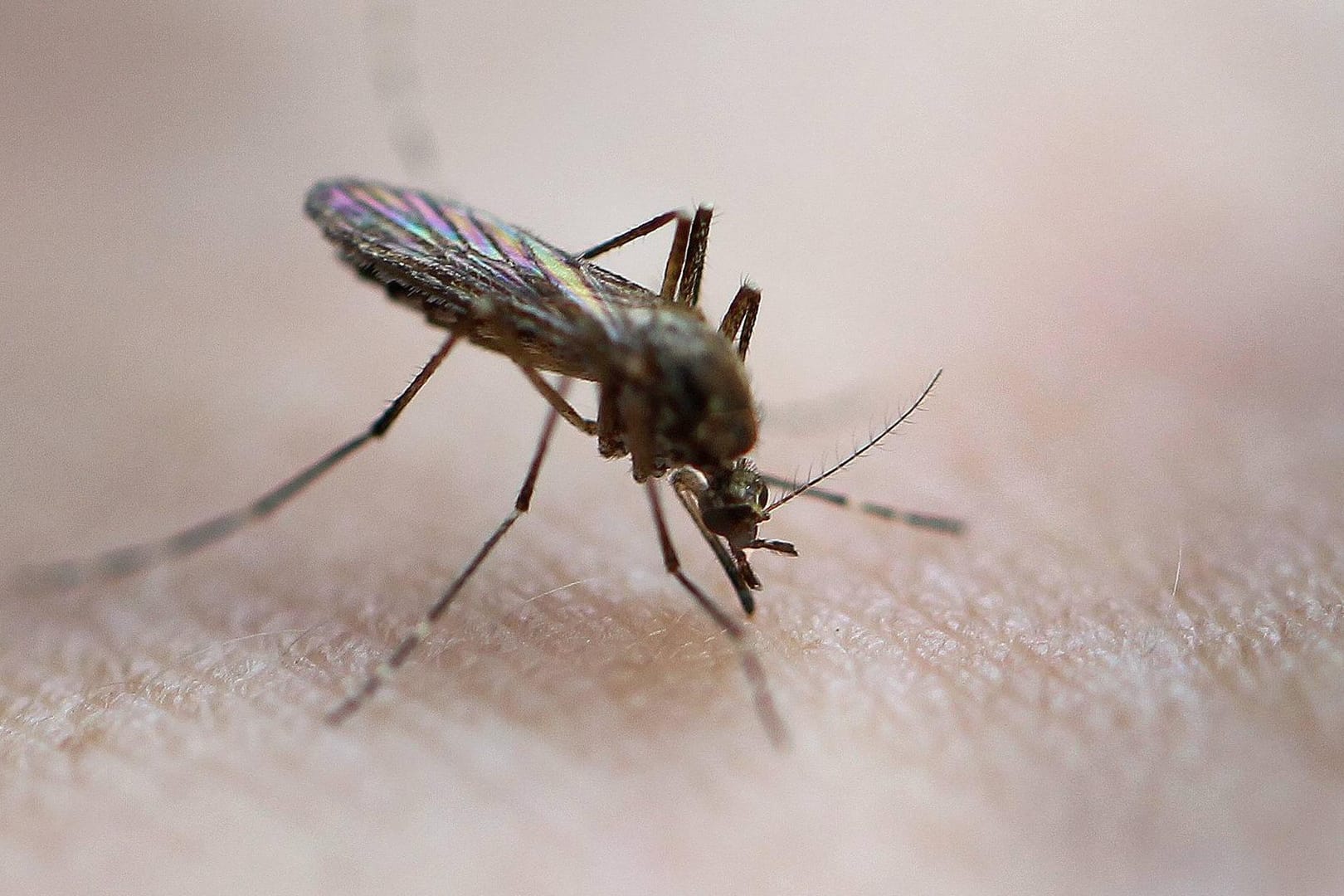 Mücke sticht Mensch: Verschiedene Öle und Sprays können diese von der Haut fernhalten.