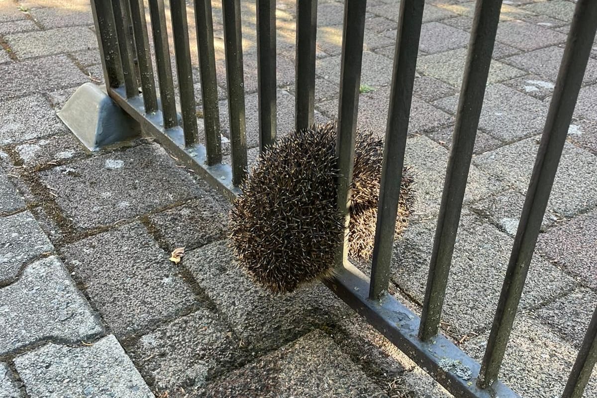 Der kleine Vierbeiner in einer misslichen Lage: Einsatzkräfte kümmerten sich um den Igel.