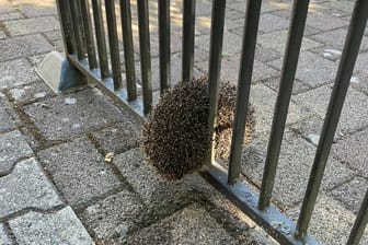 Der kleine Vierbeiner in einer misslichen Lage: Einsatzkräfte kümmerten sich um den Igel.