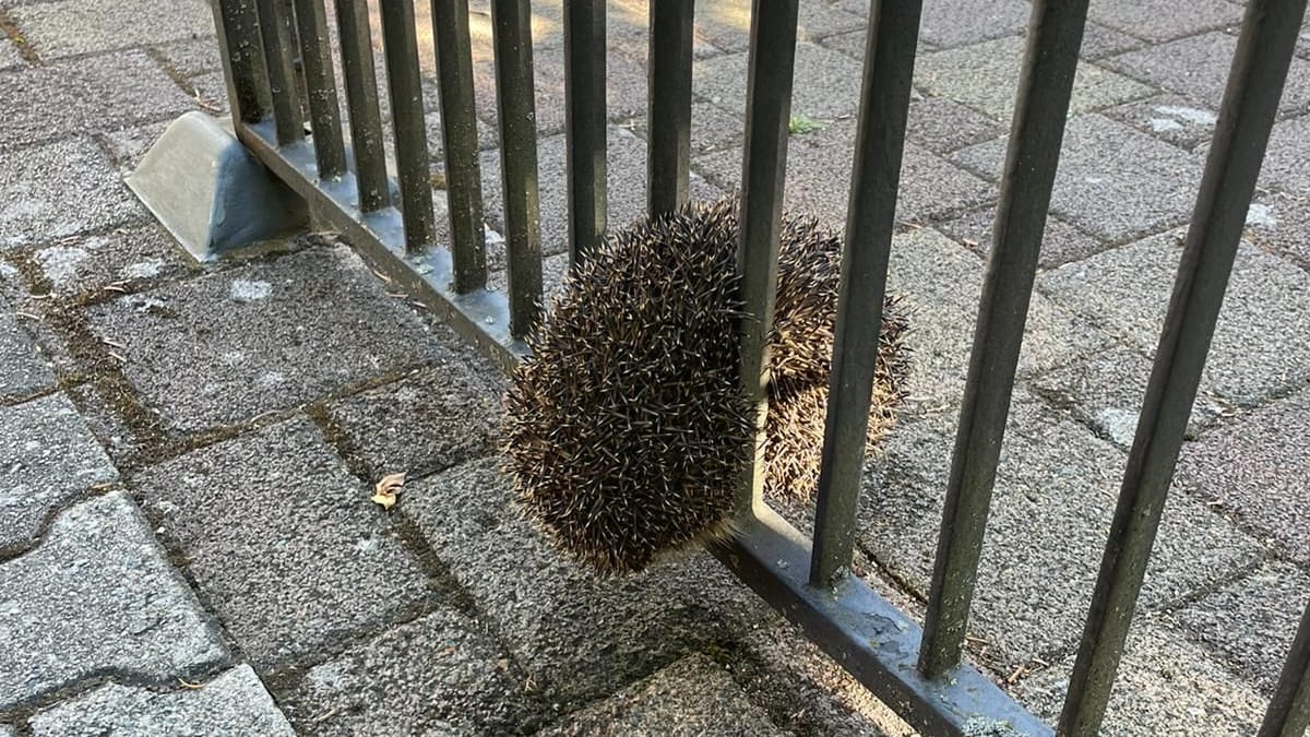 Der kleine Vierbeiner in einer misslichen Lage: Einsatzkräfte kümmerten sich um den Igel.