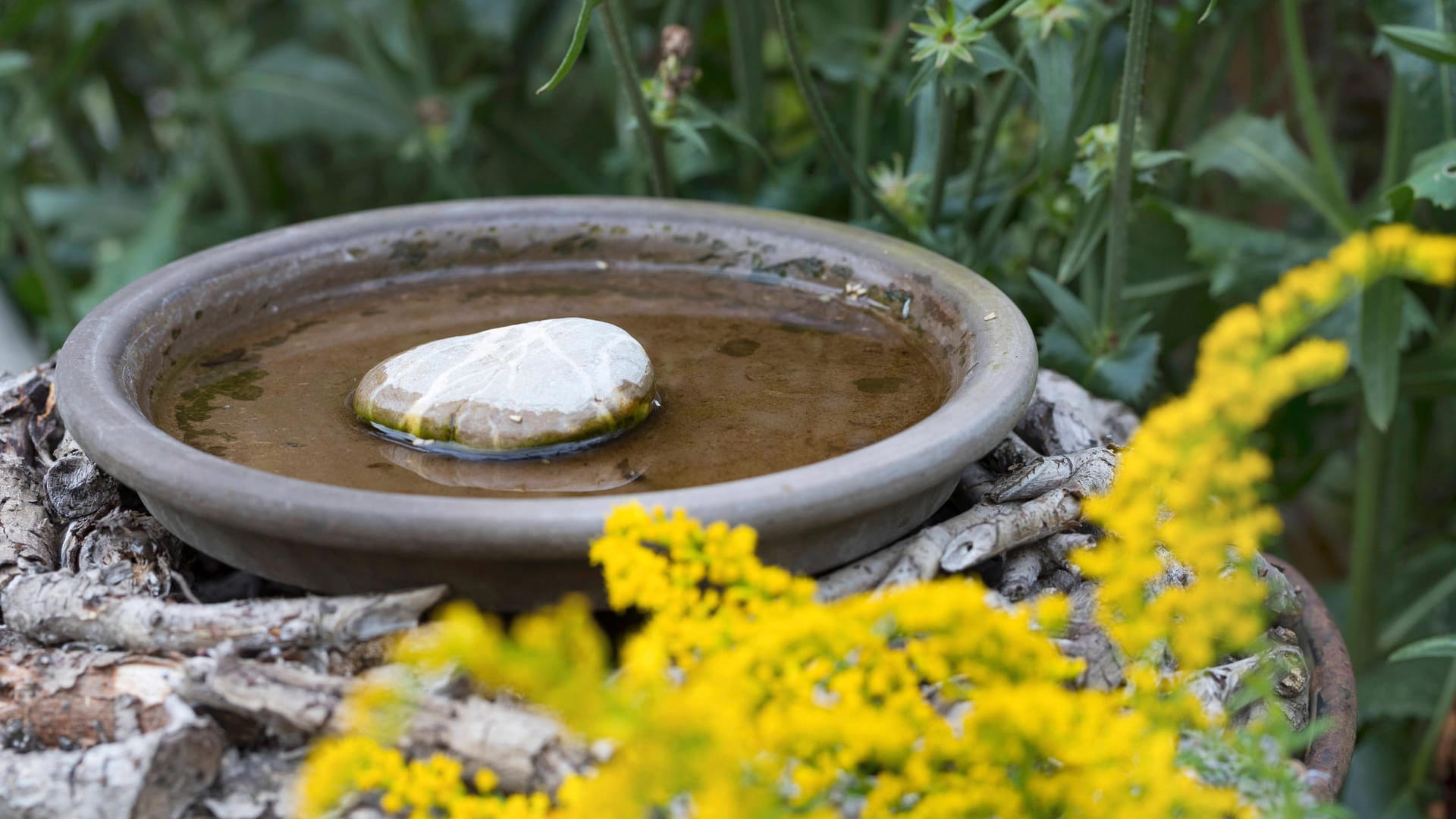 Insektentränke: Das Wasser in der Schale sollte nicht all zu tief sein.