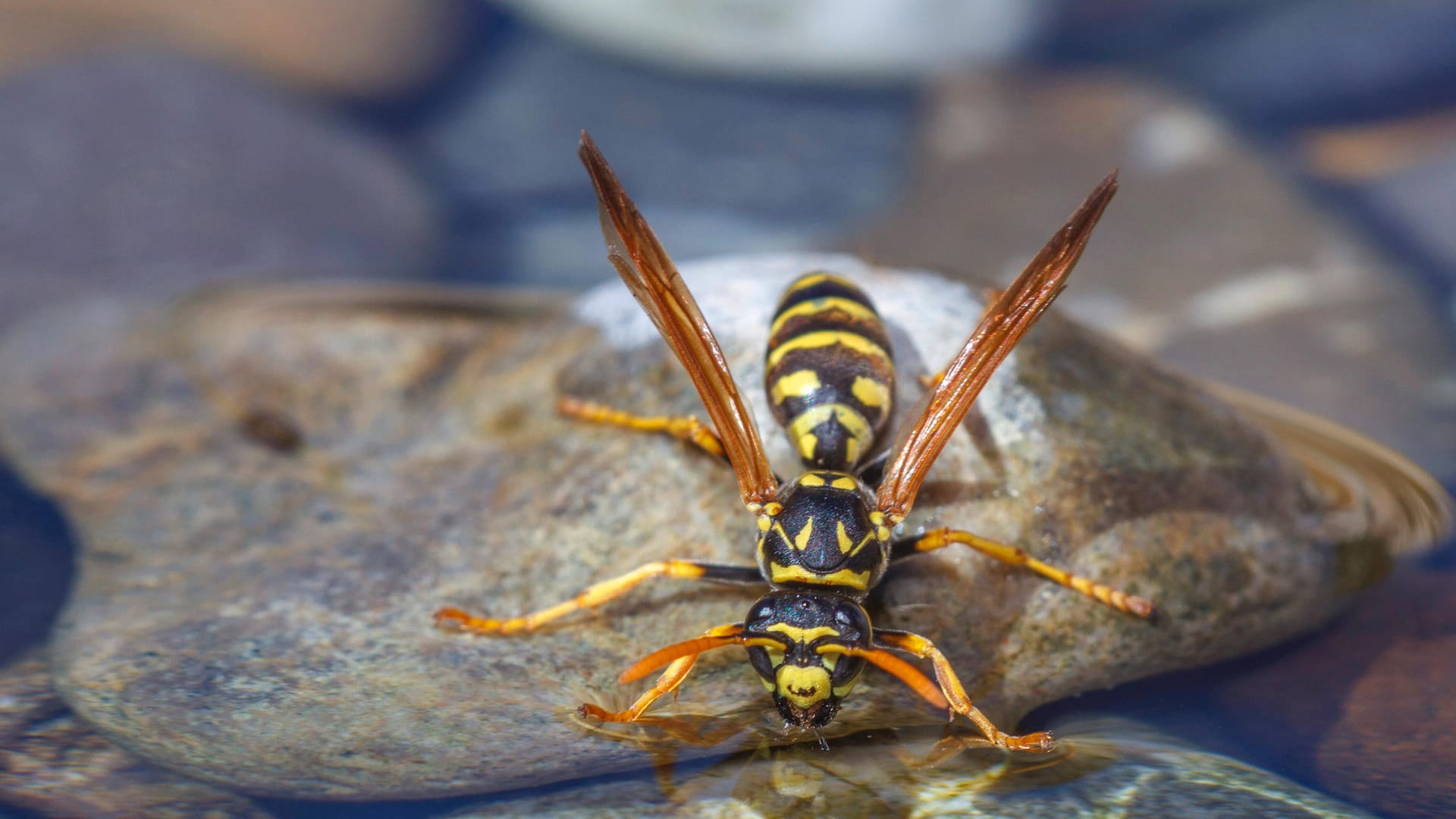 Französische Feldwespe: Insekten brauchen Wasser auch zum Bau ihrer Nester.