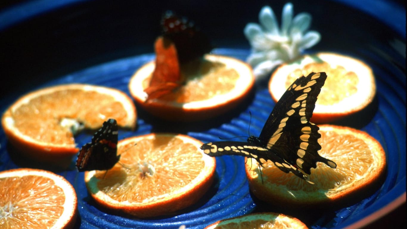 Schmetterlinge: Durch Orangen- oder Zitronenscheiben können Sie bestimmte Insektenarten anlocken.