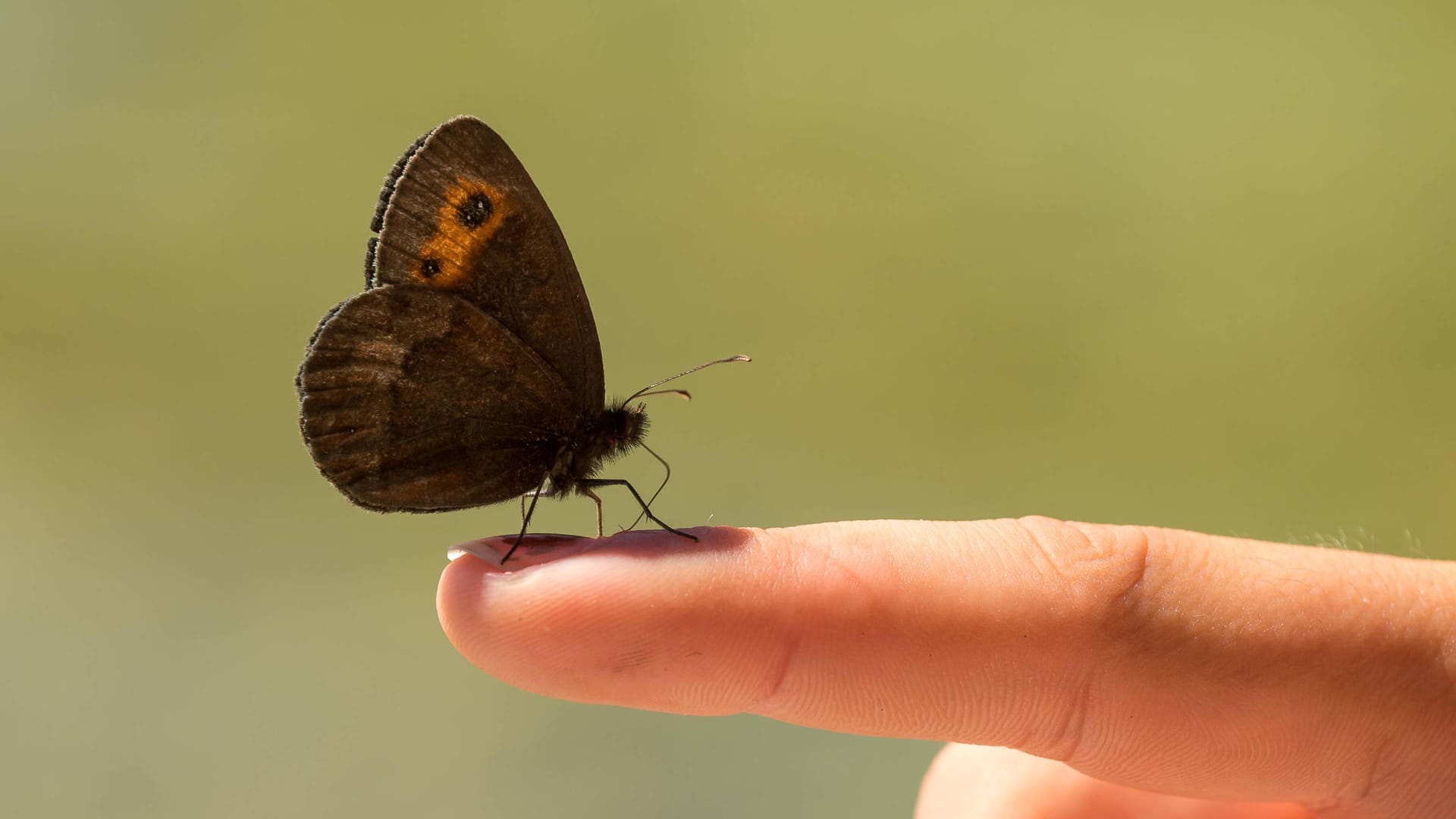 Schmetterling: Insekten brauchen nicht nur Nahrung sondern auch Wasser zum Überleben.