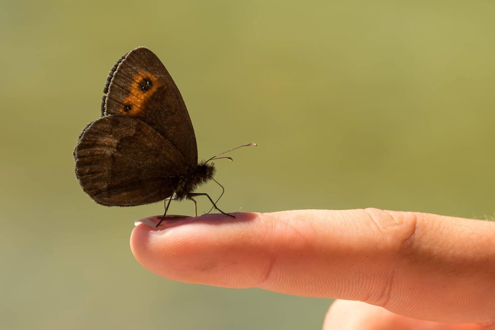Schmetterling: Insekten brauchen nicht nur Nahrung sondern auch Wasser zum Überleben.
