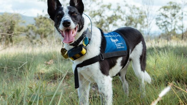 Spürhund Billie-Jean ist auf Koala-Kot spezialisiert.