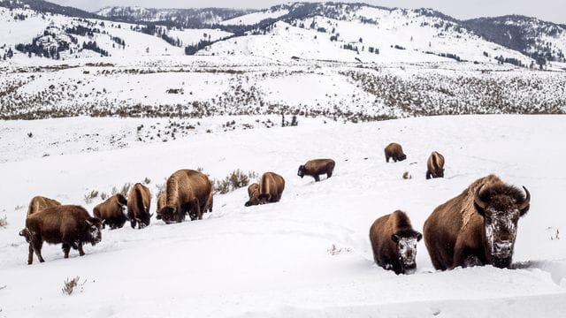 Eine Bisonmutter (r. Eine Bisonmutter (r.