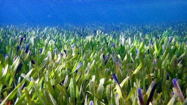 Der Seegrasteppich im Westen Australiens ist riesig und uralt. Der Seegrasteppich im Westen Australiens ist riesig und uralt.