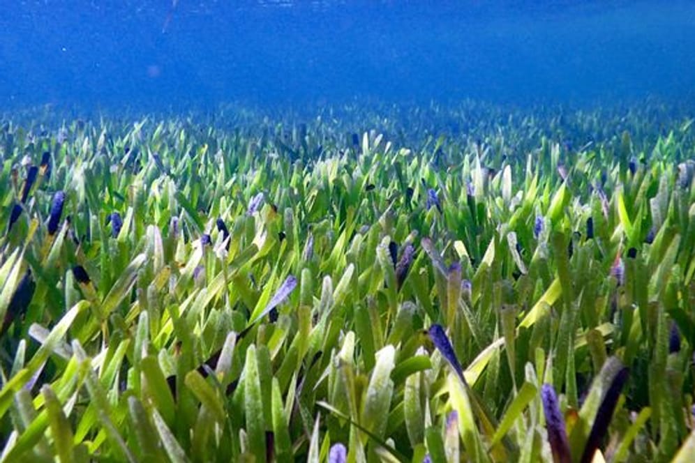 Vermutlich größte Pflanze der Welt: Der Seegrasteppich im Westen Australiens ist mindestens 4.500 Jahre alt.