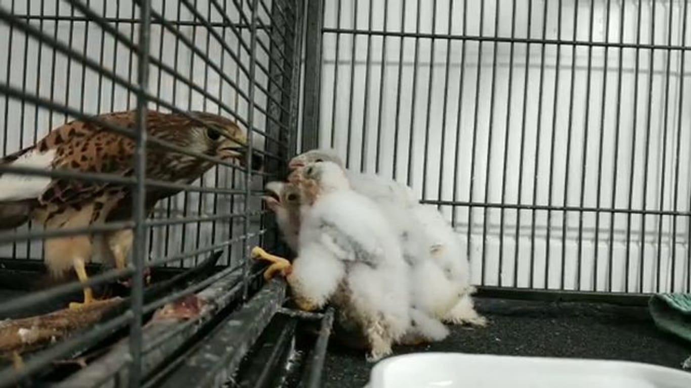 Hunger! Die Falkin während einer Fütterung der vier Falkenküken.