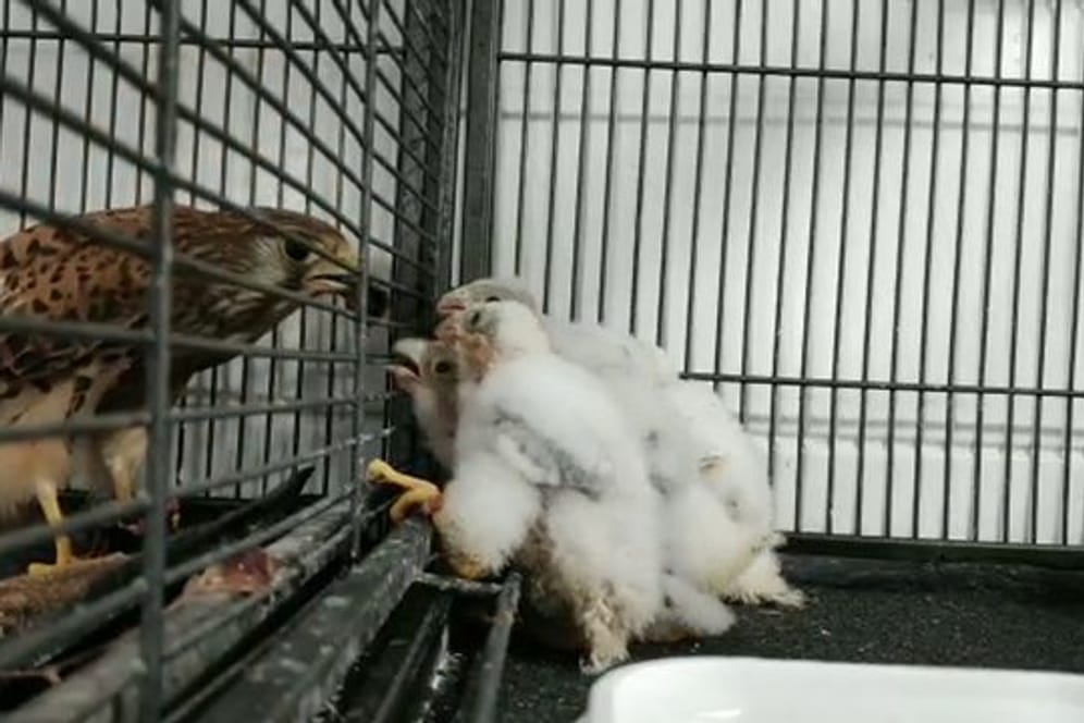 Hunger! Die Falkin während einer Fütterung der vier Falkenküken.