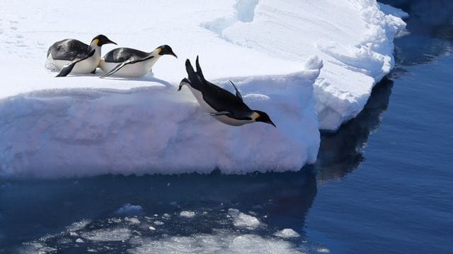 Kaiserpinguine in der Antarktis.