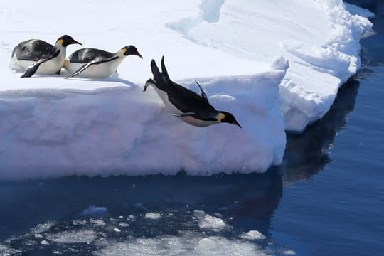 Kaiserpinguine in der Antarktis.