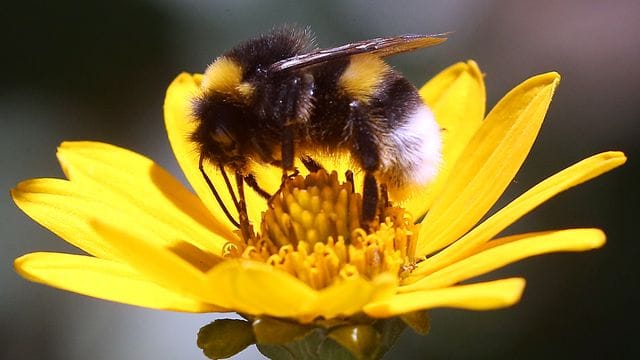 Glyphosat: Das umstrittene Unkrautvernichtungsmittel könnte den Bruterfolg von Hummeln gefährden.