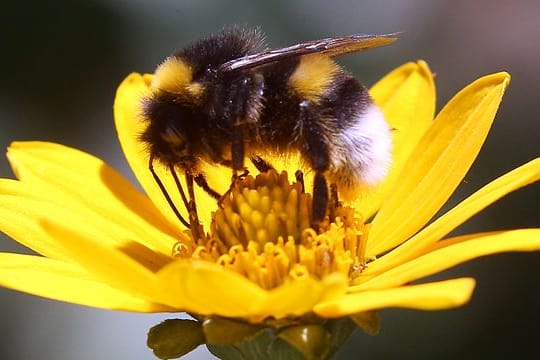 Glyphosat: Das umstrittene Unkrautvernichtungsmittel könnte den Bruterfolg von Hummeln gefährden.