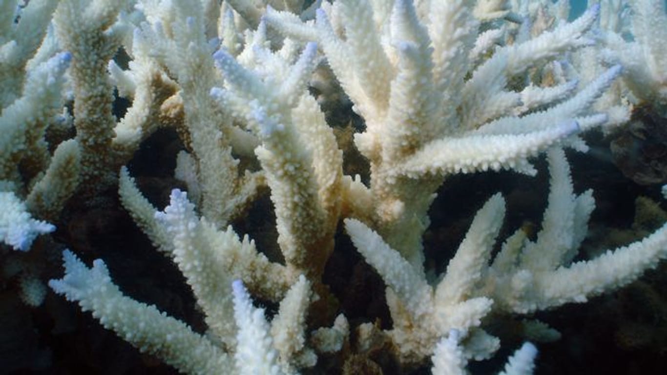 Immer mehr Korallenbänke mutieren zu einer Art unterseeischem Geisterwald.